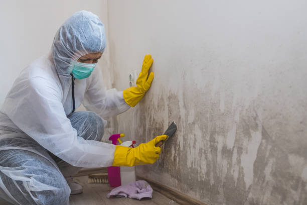 Mold Removal Process in Reiffton, PA