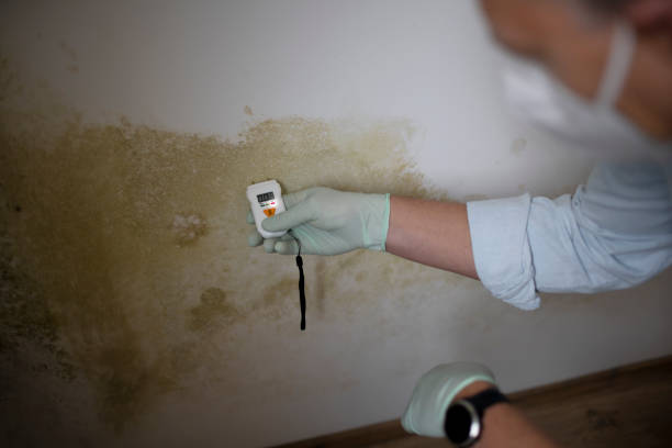 Best Local Mold Removal Service  in Reiffton, PA