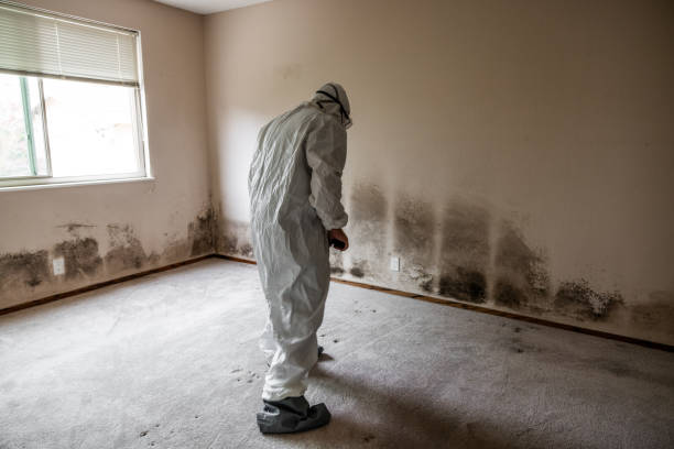 Best Attic Mold Removal  in Reiffton, PA