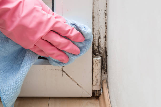 Best Mold Testing  in Reiffton, PA